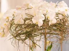 男射手座三區和女天秤座二區配對