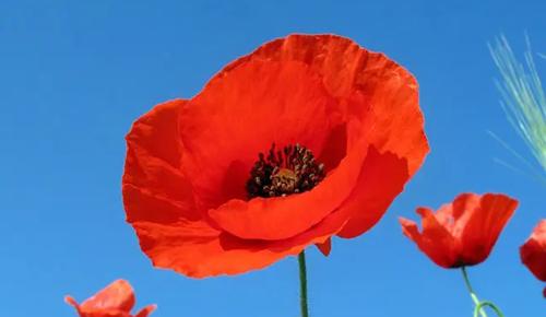 夢見大樹倒下 夢見大樹倒下