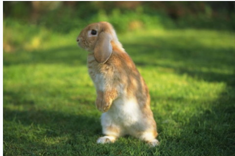 雞和兔能不能配夫妻?兔和雞相沖的后果