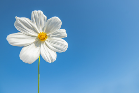 屬虎女和屬雞男的相配嗎 虎女雞男屬相性格合不合