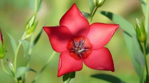 夢見吃了寄生蟲