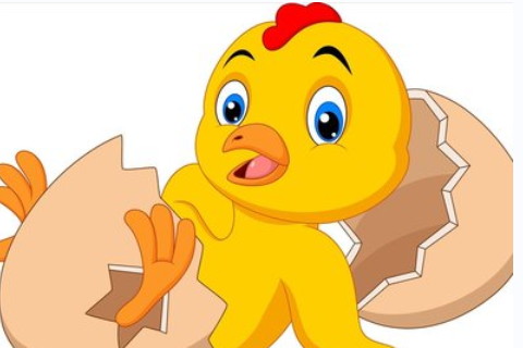 雞和兔能不能配夫妻?兔和雞相沖的后果