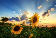 屬龍本命佛是什么佛 屬龍本命佛十二生肖本命佛