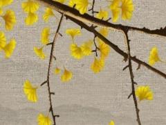 男屬虎女屬鼠合適 屬虎女的和屬鼠男