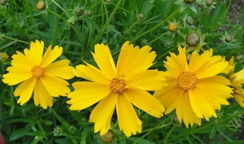 夢見妖精咬了我是什么意思 夢見妖精咬了我是什么意思