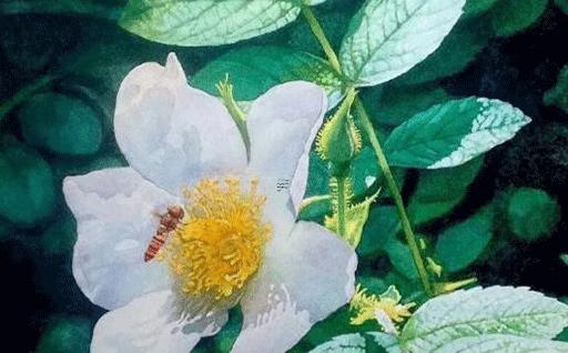 家里擺放什么植物辟邪鎮宅招財好 家里面放什么植物辟邪