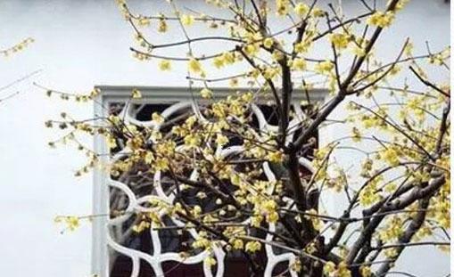 伊在八字中五行屬什么 伊字在五行屬性是什么意思