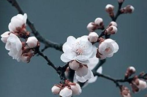 2023年生肖龍運(yùn)勢(shì)運(yùn)程圖