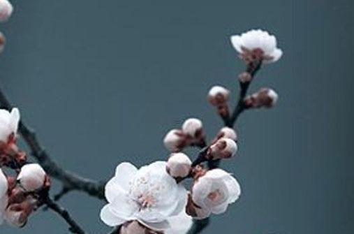 屬猴2023年哪月結(jié)婚好些,2023年屬猴的婚姻和命運