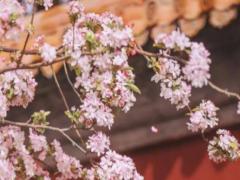 八字帶有孤鸞孤辰是什么意思 八字中孤辰和孤鸞是一個意思嗎