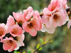 夢見被豬追著跑