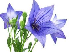 1995年屬豬男婚配禁忌