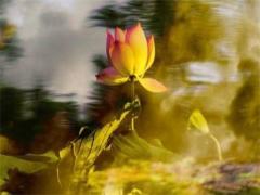 屬蛇的適合養(yǎng)什么花最好 屬蛇人養(yǎng)什么花最好