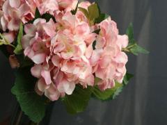 十二星座女生中誰最霸氣