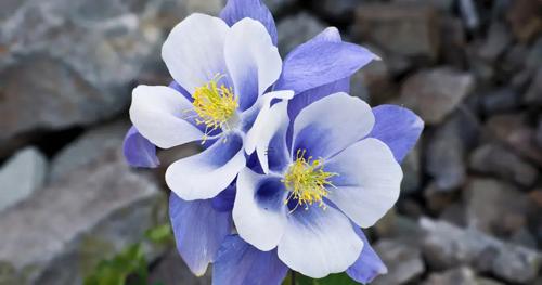 夢見很多錢幣 夢見錢幣殘缺破爛 夢見很多錢幣 夢見錢幣殘缺破爛