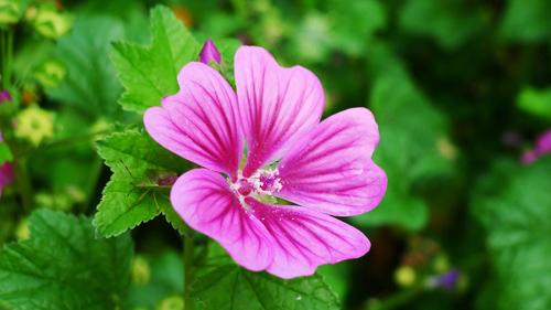 夢見初戀結(jié)婚 夢見初戀結(jié)婚