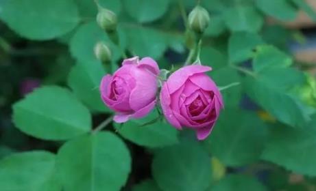 夢見芝麻餅 夢見芝麻餅