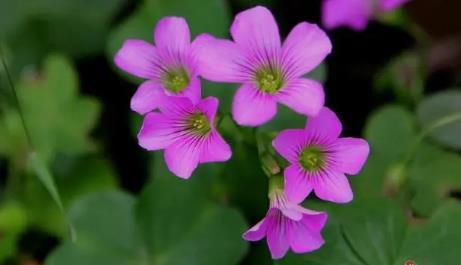 懷孕前夢見蛇 懷孕前夢見蛇和棺材什么意思 懷孕前夢見蛇 懷孕前夢見蛇和棺材什么意思