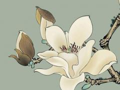 屬兔2023多大年紀,2023年兔子多大了