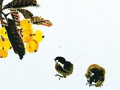 屬龍2023年佩戴什么吉祥物