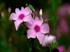 夢見小偷偷我家里車是什么意思