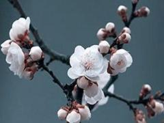 1963年屬兔人一生壽命 1963年屬兔的一生命運(yùn)