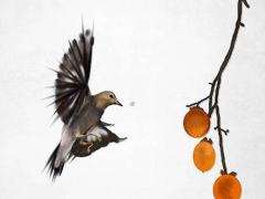 八字缺些什么 八字缺什么就要補什么還是避免