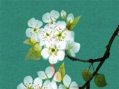 八字里的木起什么作用 八字里的木起什么作用好