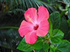 女人夢見魚是什么意思 女人夢見魚在水里游是什么意思