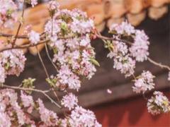 2023屬龍人運勢1988女,2023年1988年運勢