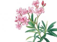 2023年出生的男寶寶名字 2023年出生的男寶寶名字有恩好吧