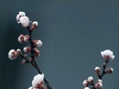 2019年屬猴年齡表,2019年屬猴的是什么命運