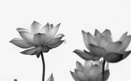 男的***離婚的最后還會復(fù)合嗎 男人***離婚后該不該復(fù)合 男的***離婚的最后還會復(fù)合嗎 男人***離婚后該不該復(fù)合