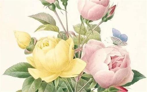 屬鼠和屬虎婚配如何，屬鼠和屬虎婚配怎么樣