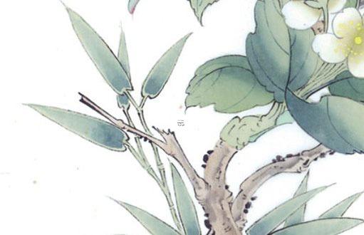 八種植物招財又旺宅橡膠樹 橡膠樹盆栽有什么寓意