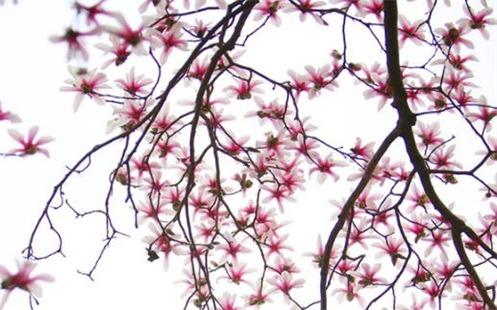 八字什么才算從弱 從弱的八字的條件 子平真詮 八字什么才算從弱 從弱的八字的條件 子平真詮