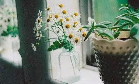 夢見滿樹的梅花 夢見滿樹的梅子