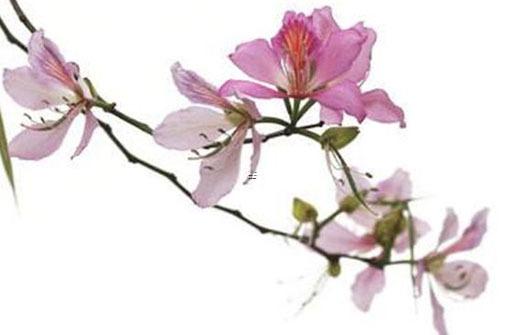 屬羊和屬鼠婚姻咋樣,屬羊和屬鼠結婚會幸福嗎