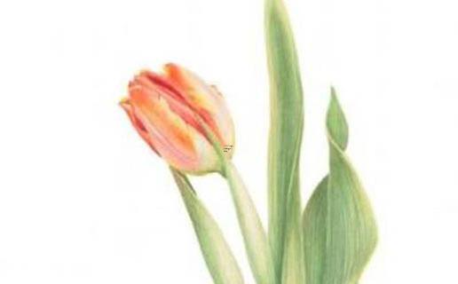 張姓女孩起名字 張姓女孩起名字大全