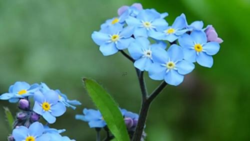 夢(mèng)見(jiàn)撿拾棉花 夢(mèng)見(jiàn)撿棉花好不好摘棉花
