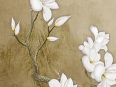 生肖屬龍今年多少歲了,屬龍的今年多少歲數啊