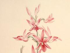 什么八字是特殊命格 什么八字是特殊命格的人