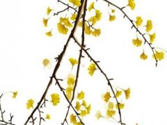 2023年屬兔要戴金嗎