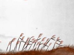 87年兔的本命年文案,1987年屬兔2021年本命年