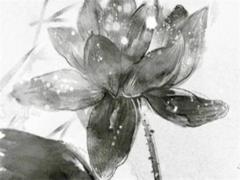 生肖虎2023年偏財(cái)運(yùn) 屬虎在2023年運(yùn)勢(shì)