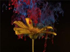 女生夢見動物 女生夢見動物幫撲滅火