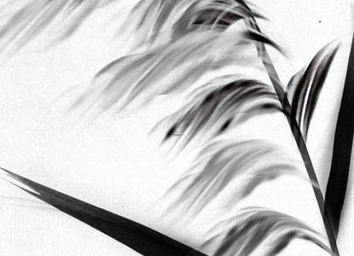 95年屬豬男生最佳婚配屬相 95年屬豬男生最佳婚配屬相