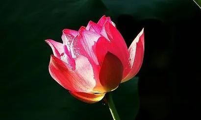 周公解夢(mèng)夢(mèng)見搬家請(qǐng)客 夢(mèng)見搬家請(qǐng)客吃飯