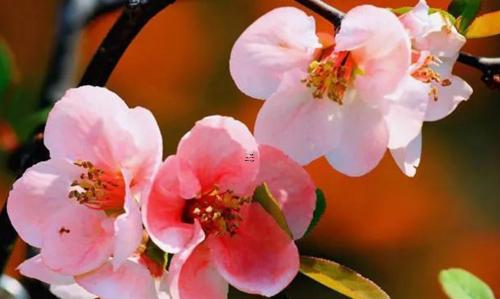 周公解夢(mèng)滿屋都是鳥(niǎo) 夢(mèng)見(jiàn)滿屋子的鳥(niǎo)是什么意思