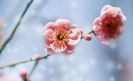 2023年屬兔的哪個月好結婚,2023年屬兔的哪個月好結婚呀